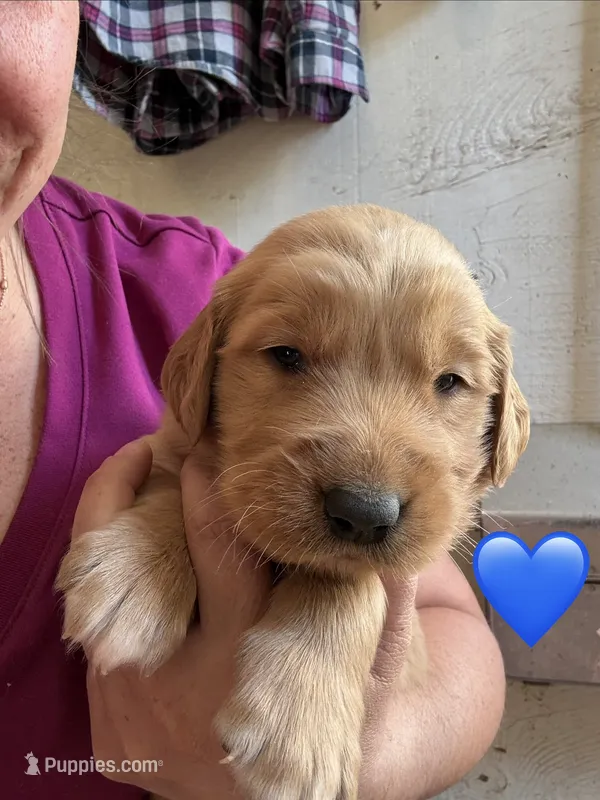 Blue Male – Golden Retriever puppy for sale in Townville, SC