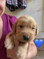 Blue Male, a male Golden Retriever for sale in Townville, SC – 1 of 3