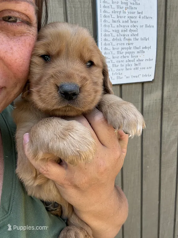 Red Male – Golden Retriever puppy for sale in Townville, SC