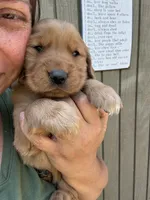Red Male, a male Golden Retriever for sale in Townville, SC – 1 of 9