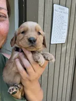 Purple Girl, a female Golden Retriever for sale in Townville, SC – 2 of 10