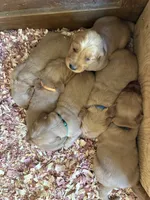 Red Male, a male Golden Retriever for sale in Townville, SC – 6 of 9