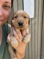 Green Male, a male Golden Retriever for sale in Townville, SC – 3 of 9