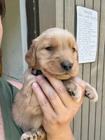 Purple Girl, a female Golden Retriever for sale in Townville, SC – 4 of 10