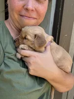 Purple Girl, a female Golden Retriever for sale in Townville, SC – 5 of 10