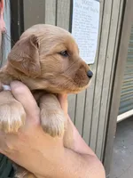 Silver Girl, a female Golden Retriever for sale in Townville, SC – 3 of 10