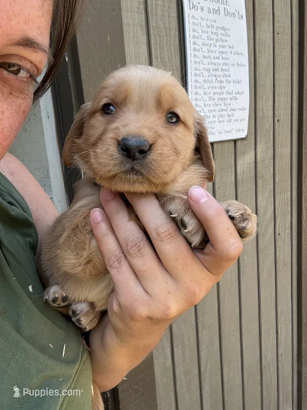 Purple Girl – Golden Retriever puppy for sale in Townville, SC