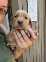 Purple Girl, a female Golden Retriever for sale in Townville, SC – 1 of 10