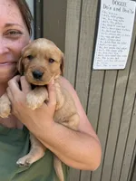 Green Male, a male Golden Retriever for sale in Townville, SC – 2 of 9