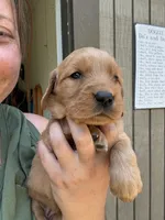 Silver Girl, a female Golden Retriever for sale in Townville, SC – 4 of 10