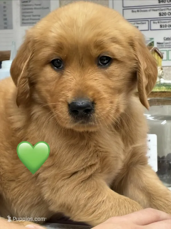 Green Male – Golden Retriever puppy for sale in Townville, SC