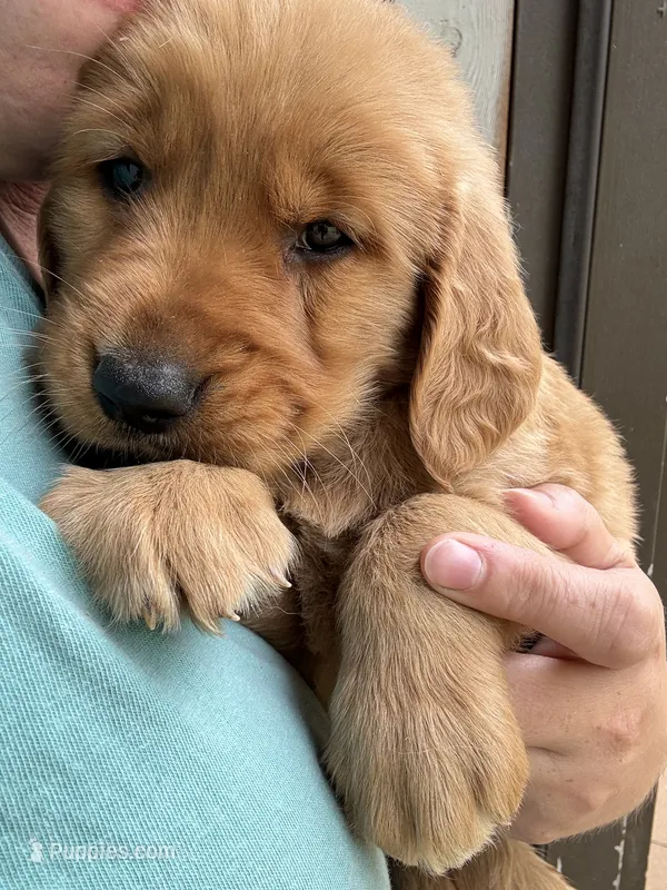 Red Male – Golden Retriever puppy for sale in Townville, SC
