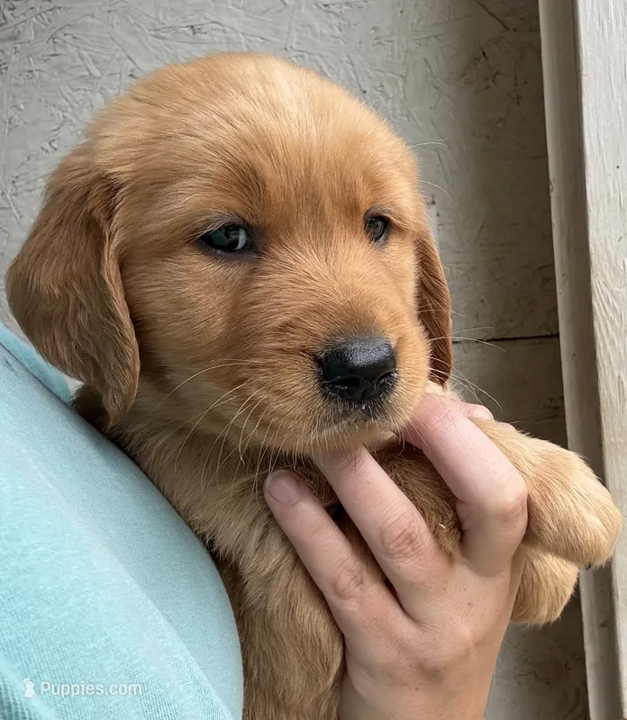 Green Male – Golden Retriever puppy for sale in Townville, SC