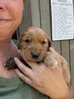 Red Male, a male Golden Retriever for sale in Townville, SC – 3 of 9