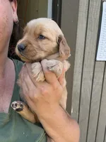 Purple Girl, a female Golden Retriever for sale in Townville, SC – 3 of 10