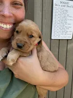 Red Male, a male Golden Retriever for sale in Townville, SC – 2 of 9
