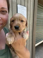 Green Male, a male Golden Retriever for sale in Townville, SC – 4 of 9