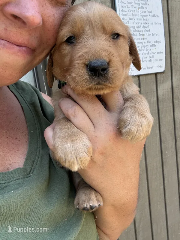 Green Male – Golden Retriever puppy for sale in Townville, SC