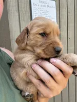 Red Male, a male Golden Retriever for sale in Townville, SC – 5 of 9