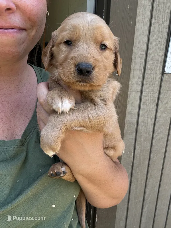 Blue Male – Golden Retriever puppy for sale in Townville, SC