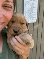Red Male, a male Golden Retriever for sale in Townville, SC – 4 of 9