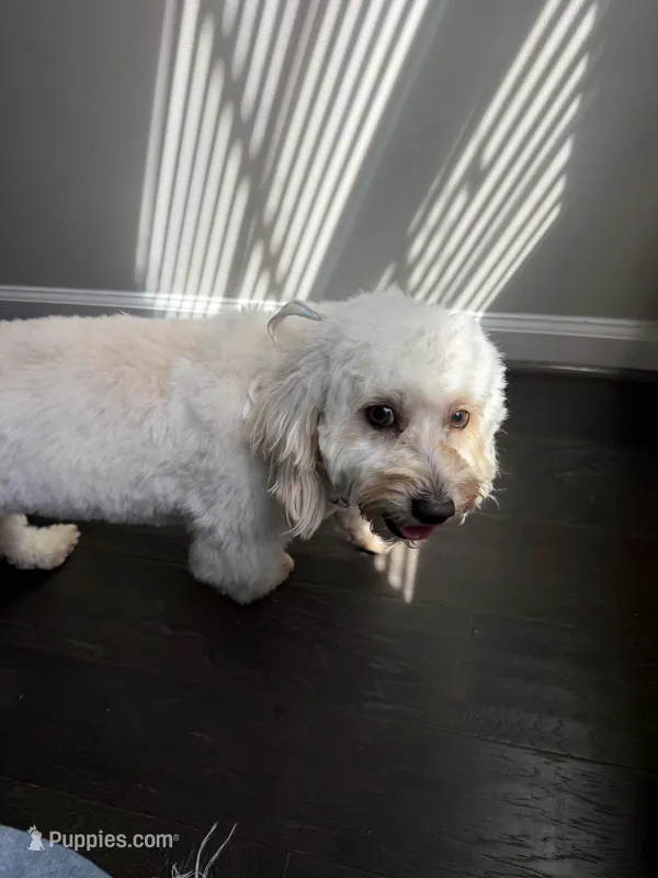 Astro – Shihpoo puppy for sale in Woodbridge, VA