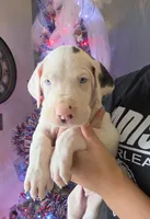 Pink collar 💗 Harlequin female , a female Great Dane for sale in Dayton, OH – 2 of 9