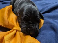 AKC Black Male Orange collar 🧡, a male Great Dane for sale in Dayton, OH – 1 of 7