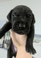 Black male Orange collar , a male Great Dane for sale in Dayton, OH – 6 of 10