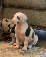 Harlequin female Lime collar , a female Great Dane for sale in Dayton, OH – 6 of 10
