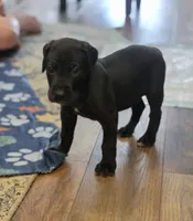 Black male Orange collar , a male Great Dane for sale in Dayton, OH – 9 of 10
