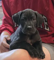 Orange collar male, a male Great Dane for sale in Dayton, OH – 7 of 9