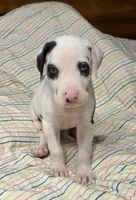 Harlequin female Lime collar , a female Great Dane for sale in Dayton, OH – 8 of 10