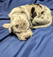 AKC Merle Male ❣️Red collar , a male Great Dane for sale in Dayton, OH – 6 of 6