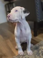 Pink collar female 💗 , a female Great Dane for sale in Dayton, OH – 6 of 8