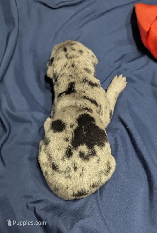 AKC Merle Male ❣️Red collar  – Great Dane puppy for sale in Dayton, OH