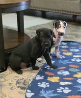 Black male Orange collar , a male Great Dane for sale in Dayton, OH – 4 of 10