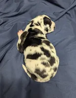 AKC Harlequin Male 💙 Blue collar , a male Great Dane for sale in Dayton, OH – 3 of 6