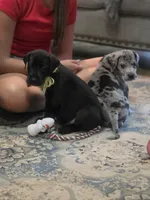 Black male yellow collar , a male Great Dane for sale in Dayton, OH – 9 of 10