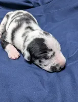 AKC Harlequin Male 💙 Blue collar , a male Great Dane for sale in Dayton, OH – 6 of 6