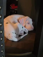 Pink collar female 💗 , a female Great Dane for sale in Dayton, OH – 4 of 8