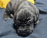 AKC Black Male 💛 Yellow collar , a male Great Dane for sale in Dayton, OH – 3 of 8