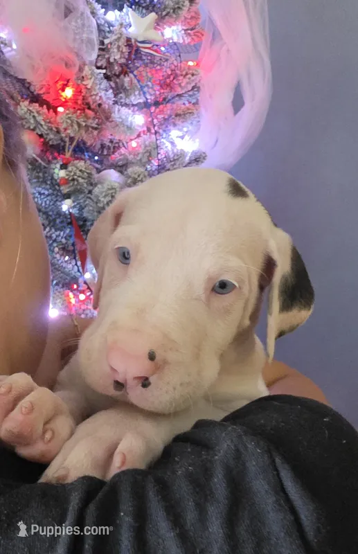 Pink collar 💗 Harlequin female  – Great Dane puppy for sale in Dayton, OH