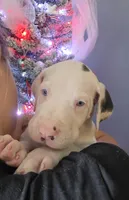 Pink collar 💗 Harlequin female , a female Great Dane for sale in Dayton, OH – 1 of 9