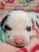 AKC Harlequin Female 💚 Lime e, a female Great Dane for sale in Dayton, OH – 3 of 7