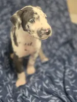 Harlequin male Blue collar , a male Great Dane for sale in Dayton, OH – 2 of 10