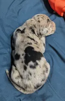 AKC Merle Male ❣️Red collar , a male Great Dane for sale in Dayton, OH – 5 of 6