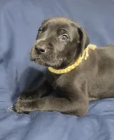 Black male yellow collar , a male Great Dane for sale in Dayton, OH – 2 of 10