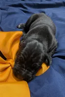 AKC Black Male Orange collar 🧡, a male Great Dane for sale in Dayton, OH – 5 of 7