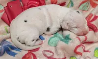 AKC Harlequin Female 💗 Pink collar, a female Great Dane for sale in Dayton, OH – 1 of 6